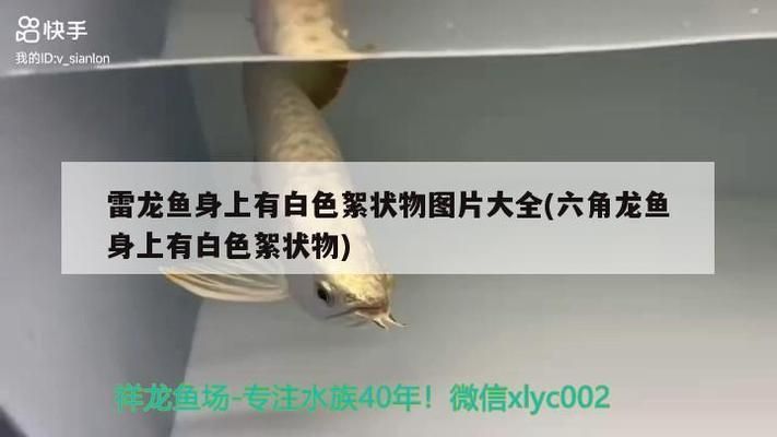 六角龍魚身上有白色絮狀物（六角龍魚身上出現(xiàn)白色絮狀物怎么辦）