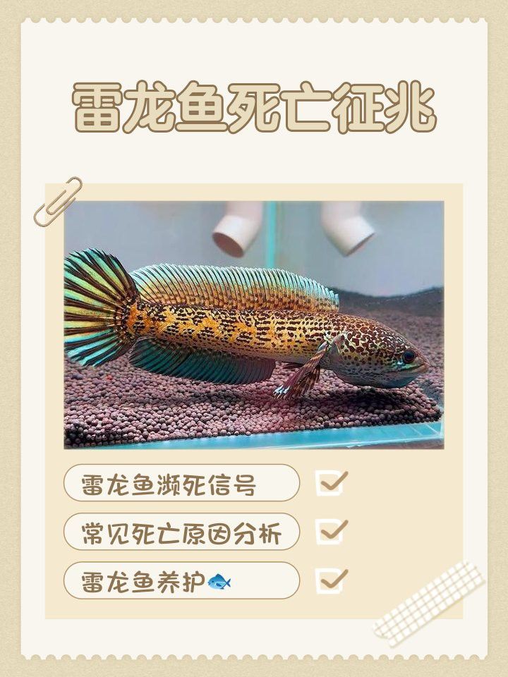 雷龍魚細(xì)菌感染后多久會死？