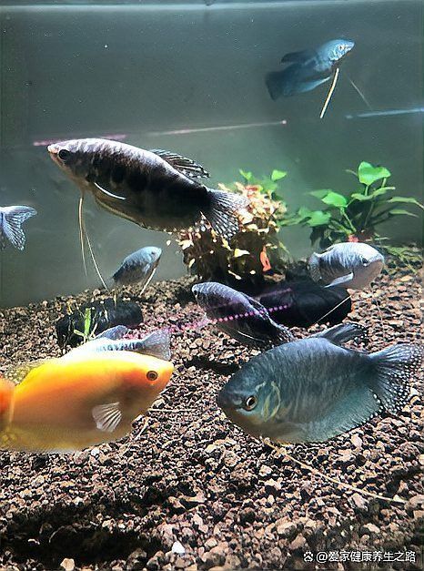 曼龍魚繁殖后如何護理？