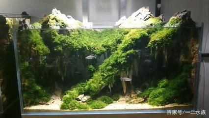 紅龍魚缸背景純色啞光好看嗎圖片（紅龍魚缸背景純色啞光好看嗎圖片大全）