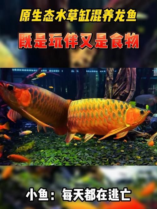 龍魚(yú)壁紙超清圖片大全