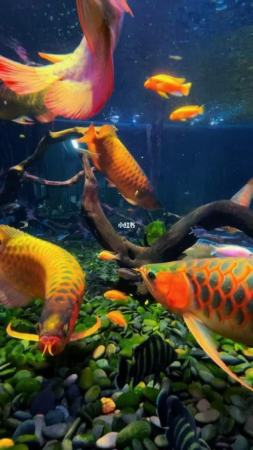 龍魚(yú)壁紙超清圖片大全