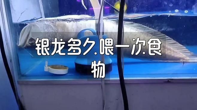 銀龍魚(yú)多久喂一次合適？