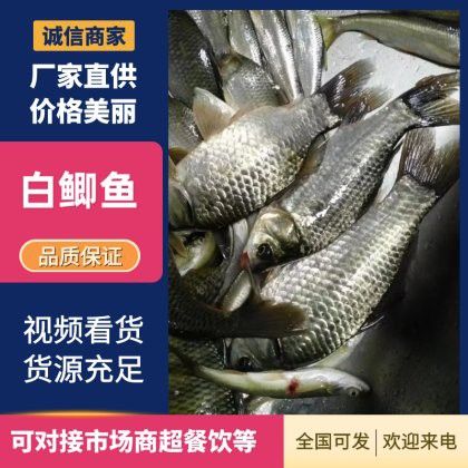 開封龍魚出售信息網最新