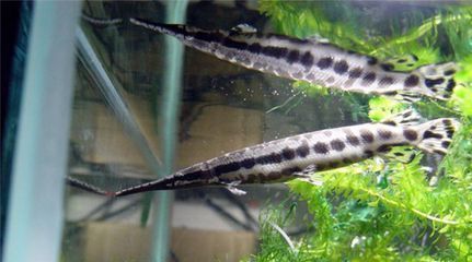龍魚底層養(yǎng)什么魚好，與龍魚混養(yǎng)的底層魚 龍魚底層養(yǎng)什么魚好，與龍魚混養(yǎng)的底層魚 龍魚百科 第4張