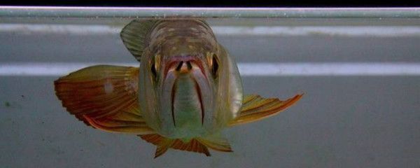 龍魚底層養(yǎng)什么魚好，與龍魚混養(yǎng)的底層魚 龍魚底層養(yǎng)什么魚好，與龍魚混養(yǎng)的底層魚 龍魚百科 第5張