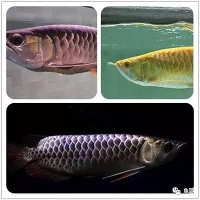 金龍魚的挑選技巧和方法：如何挑選金龍魚