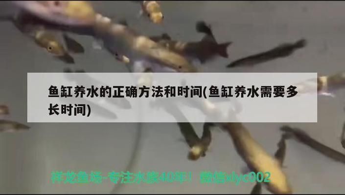 家庭魚缸多少錢（家庭魚缸品牌推薦中型魚缸性價比選擇） 家庭魚缸多少錢（家庭魚缸品牌推薦中型魚缸性價比選擇） 龍魚百科 第6張