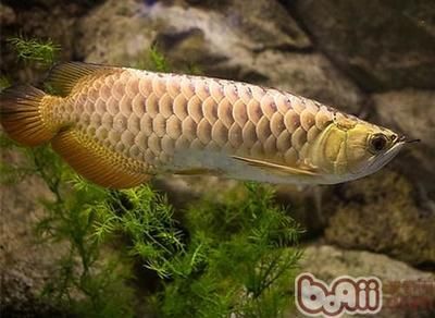 最名貴的金龍魚品種是白金龍魚中的至尊，價格31萬美元：世界上最名貴的金龍魚品種是白金龍魚其價格高達31萬美元