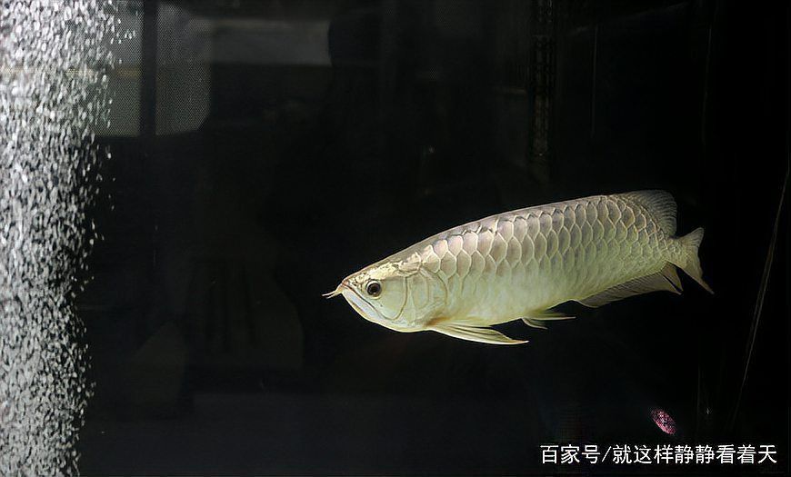 銀龍魚(yú)繁殖困難嗎？