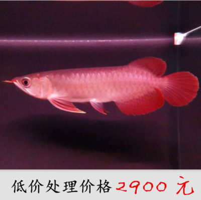 初養龍魚應該注意哪些事項和禁忌