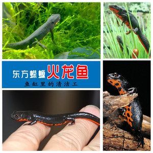 小龍魚怎么搞好看又好養活：小龍魚的學名是什么