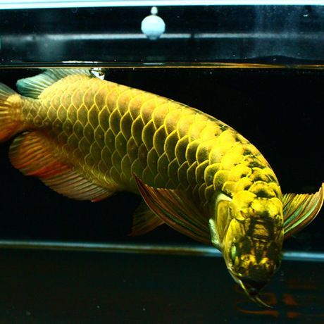 印尼大湖龍魚特征是什么（關于印尼大湖龍魚的一些詳細特征） 印尼大湖龍魚特征是什么（關于印尼大湖龍魚的一些詳細特征） 龍魚百科 第3張