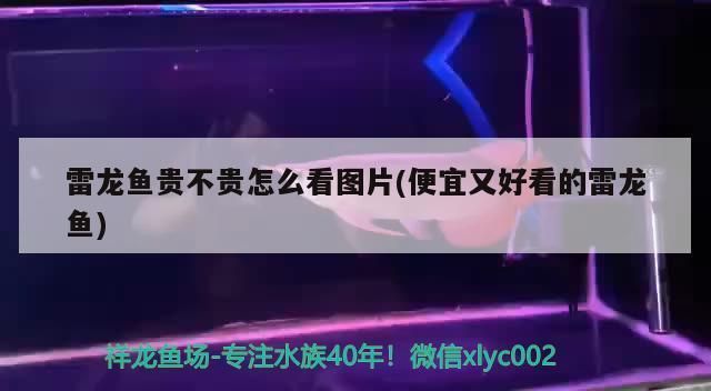 白化雷龍魚值錢嗎，白化雷龍魚值多少錢
