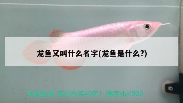 龍魚名字叫什么：關(guān)于龍魚的名字，你了解多少？ 龍魚名字叫什么：關(guān)于龍魚的名字，你了解多少？ 龍魚百科 第2張