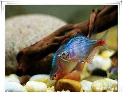 龍魚養不活的原因：導致龍魚養不活的原因