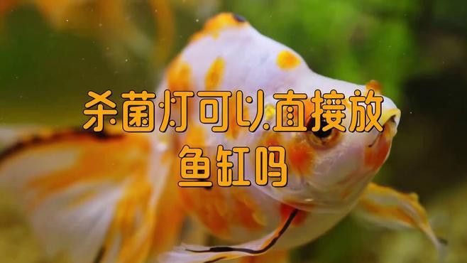 UV殺菌燈對龍魚有哪些潛在影響？