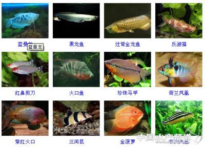 金龍魚鼻子破了怎么辦:金龍魚的鼻子破了怎么辦 龍魚百科 第2張 金龍魚鼻子破了怎么辦:金龍魚的鼻子破了怎么辦 金龍魚鼻子破了怎么辦:金龍魚的鼻子破了怎么辦 龍魚百科 第2張