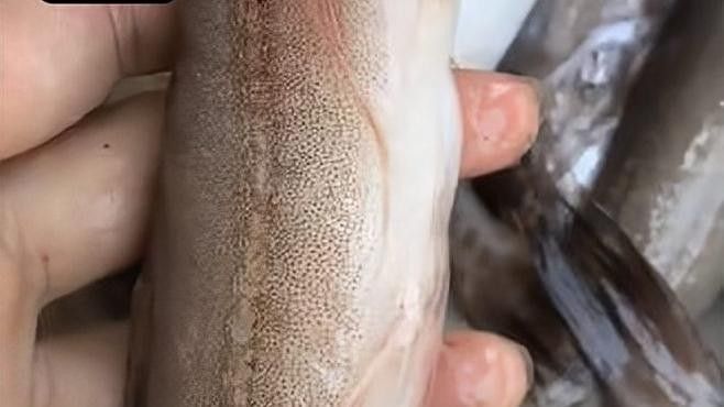 龍頭魚的最佳食用方法有哪些？ 龍頭魚的最佳食用方法有哪些？ 龍魚百科 第5張