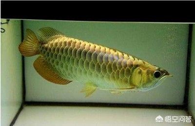 龍魚掉鱗怎么回事：龍魚掉鱗是什么原因 龍魚掉鱗怎么回事：龍魚掉鱗是什么原因 龍魚百科 第2張