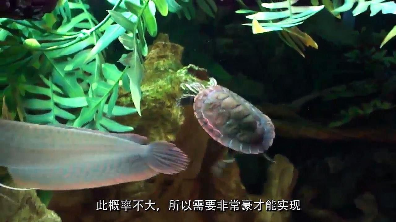 和銀龍魚混養(yǎng)最搭配的魚有哪些