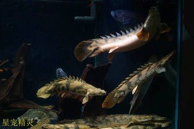 龍魚忽然趴缸了：龍魚因突發(fā)原因突然趴缸可能由多種因素引起