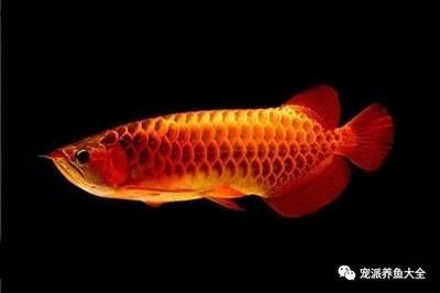 紅龍魚有什么用途和功效呢(紅龍魚的主要用途和功效) 龍魚百科 第2張 紅龍魚有什么用途和功效呢(紅龍魚的主要用途和功效) 紅龍魚有什么用途和功效呢(紅龍魚的主要用途和功效) 龍魚百科 第2張