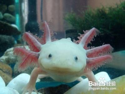 六角恐龍魚怎么分辨公母（六角恐龍魚性別區分方法） 六角恐龍魚怎么分辨公母（六角恐龍魚性別區分方法） 龍魚百科 第3張