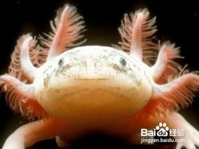 六角恐龍魚怎么分辨公母（六角恐龍魚性別區分方法） 六角恐龍魚怎么分辨公母（六角恐龍魚性別區分方法） 龍魚百科 第2張