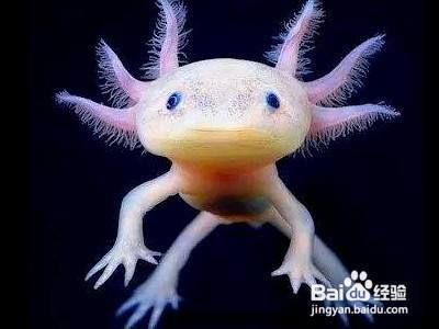 六角恐龍魚怎么分辨公母（六角恐龍魚性別區分方法） 六角恐龍魚怎么分辨公母（六角恐龍魚性別區分方法） 龍魚百科 第5張