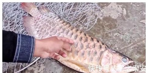 龍魚死了意味著什么：關于龍魚死亡背后的深層次含義
