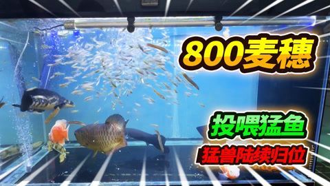 別小齊開箱六角恐龍魚：六角恐龍魚的飼養方式