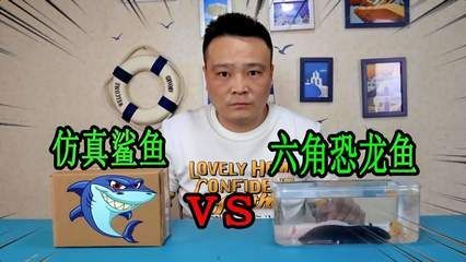別小齊開箱六角恐龍魚：六角恐龍魚的飼養方式