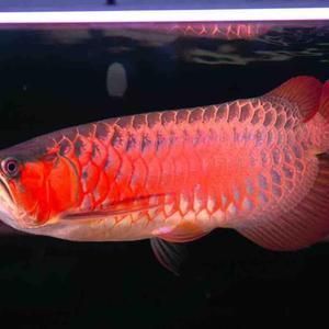 養(yǎng)龍魚的老孫叫什么：養(yǎng)龍魚的老孫姓名沒有直接提到養(yǎng)龍魚的老孫姓名
