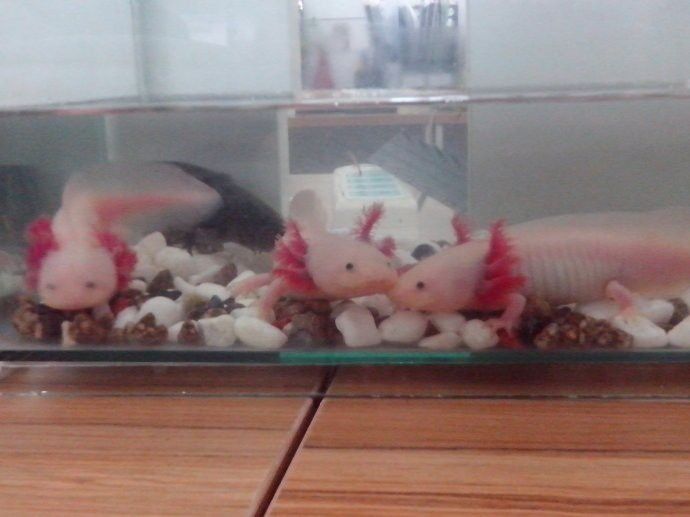 恐龍魚不愛游動(dòng)就趴在缸底睡覺嗎