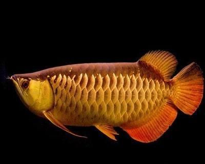 金龍魚正常水溫 貼吧，金龍魚夏季高溫防護措施，金龍魚水溫驟降應對策略