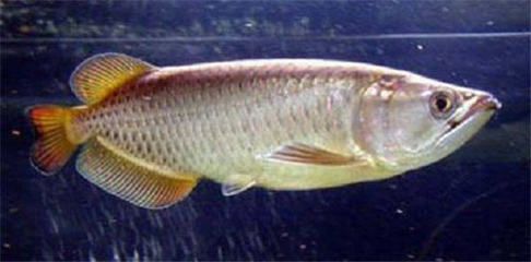 龍魚生產地：龍魚生產地遍布全球多個地區，印尼紅龍原產地遍布全球