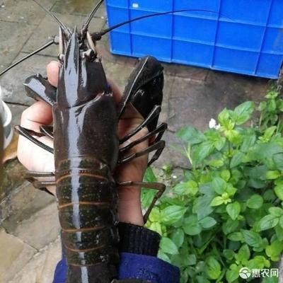 澳洲淡水龍蝦魚(yú)缸養(yǎng)殖寵物藍(lán)龍蝦魚(yú)塘紅鰲鰲蝦可繁殖：澳洲淡水龍蝦可以在魚(yú)缸中養(yǎng)殖為寵物