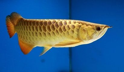 b過(guò)金龍魚多少錢:b級(jí)過(guò)背金龍魚價(jià)格大致在1500-2000元之間 龍魚百科 第1張 b過(guò)金龍魚多少錢:b級(jí)過(guò)背金龍魚價(jià)格大致在1500-2000元之間 b過(guò)金龍魚多少錢:b級(jí)過(guò)背金龍魚價(jià)格大致在1500-2000元之間 龍魚百科 第1張