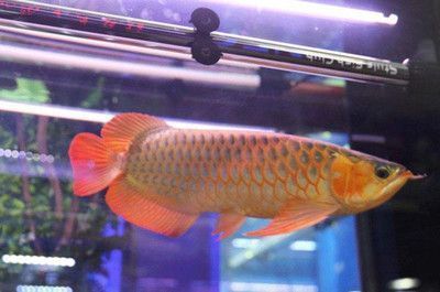 金龍魚吃什么蝦：金龍魚可以吃小蝦、海蝦、南極蝦嗎？