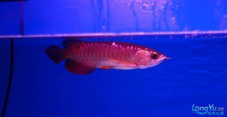 紅龍魚批發市場最近的地點在哪里啊：哪里有紅龍魚批發市場 紅龍魚批發市場最近的地點在哪里啊：哪里有紅龍魚批發市場 龍魚百科 第4張