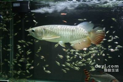 怎樣調整龍魚的狀態(tài)圖片：如何調整龍魚狀態(tài)