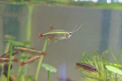 金龍魚(yú)不打氧可以嗎：金龍魚(yú)不打氧能活多久