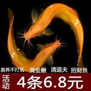 金龍魚(yú)不打氧可以嗎：金龍魚(yú)不打氧能活多久