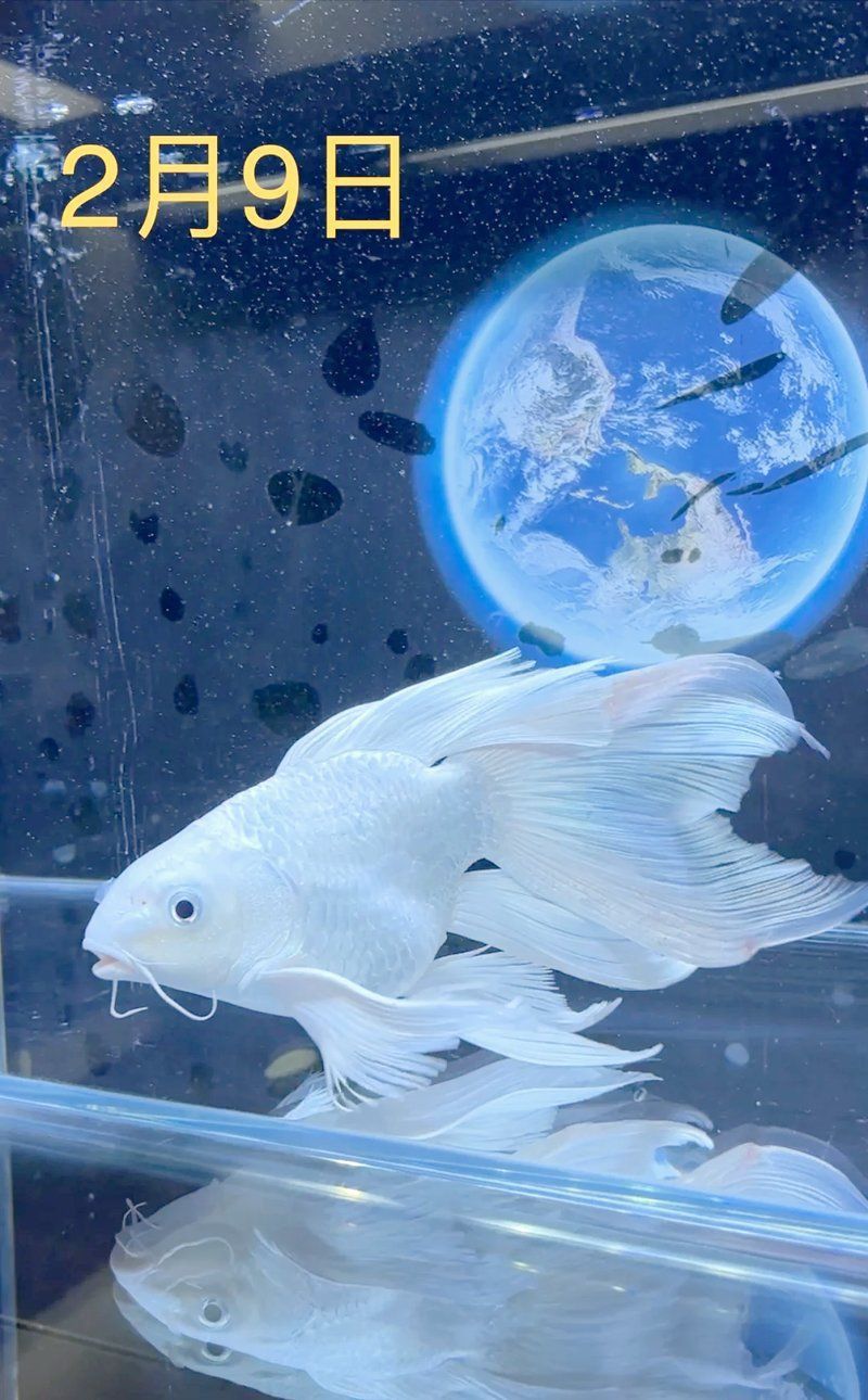 阿莫西林治魚蒙眼