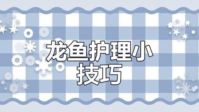 如何預防龍魚爛身病的發生？