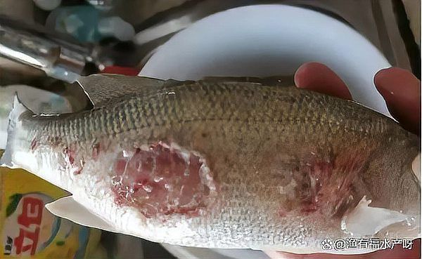如何預防龍魚爛身病的發生？