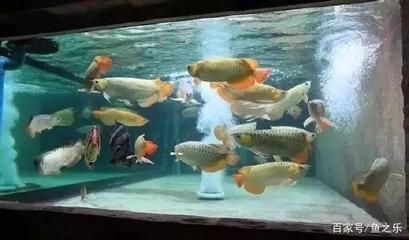 龍魚虎魚混養寓意著什么：如何避免龍魚虎魚混養沖突，龍魚虎魚混養對水質要求 龍魚虎魚混養寓意著什么：如何避免龍魚虎魚混養沖突，龍魚虎魚混養對水質要求 龍魚百科 第5張
