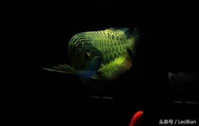 養龍魚需要考慮多個方面的條件，養龍魚需要考慮多個條件：養龍魚需要滿足什么條件
