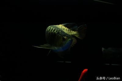 養龍魚需要考慮多個方面的條件，養龍魚需要考慮多個條件：養龍魚需要滿足什么條件